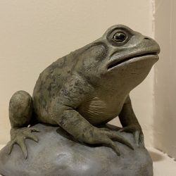 Toad by Paul Ducret - Local Artist Gallery